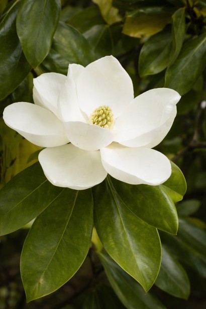 Магнолія Альта укриття на зиму